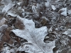 18-winter-leaf